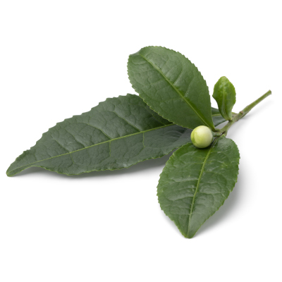 Pu Erh